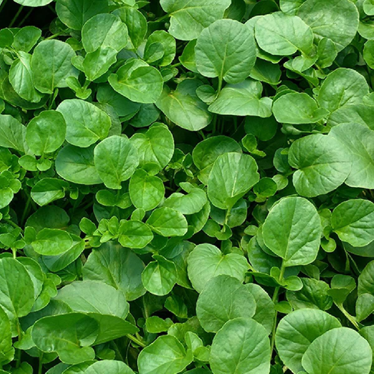 Onde comprar chá de agrião barato? Encontre promoções imperdíveis!