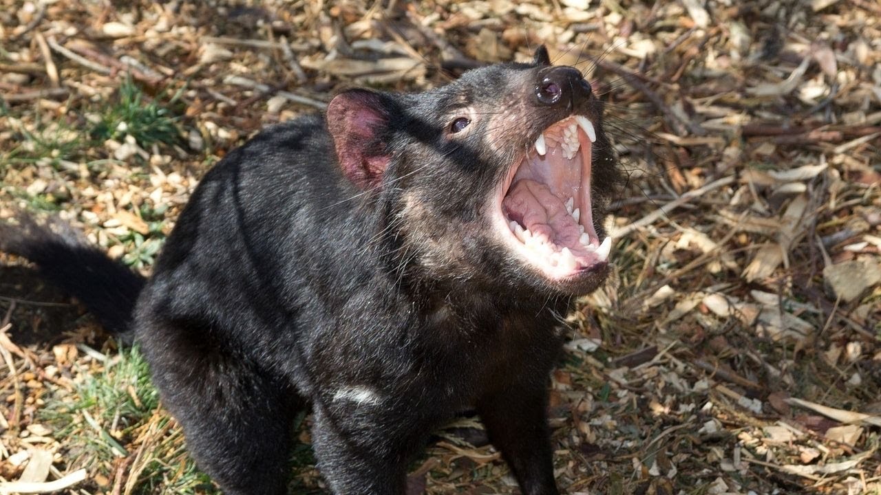 Como é o grito do Diabo da Tasmânia? Veja vídeos e saiba tudo