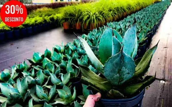 Agavae mudas onde comprar melhores lojas com preço bom